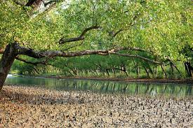 সুন্দরবনের ভূমিপুত্রদের এক অনন্য সাধু প্রয়াস।